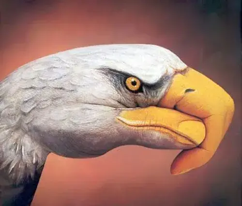 عکس سر عقاب برای نقاشی