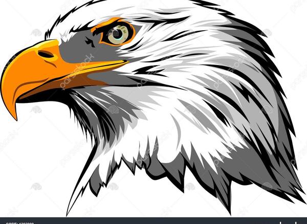 عکس کله عقاب برای نقاشی