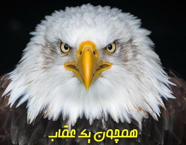 عکس پروفایل عقاب با متن
