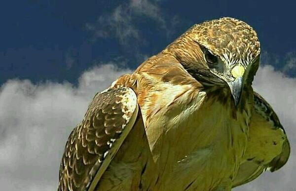 عکس عقاب آتشین واقعی