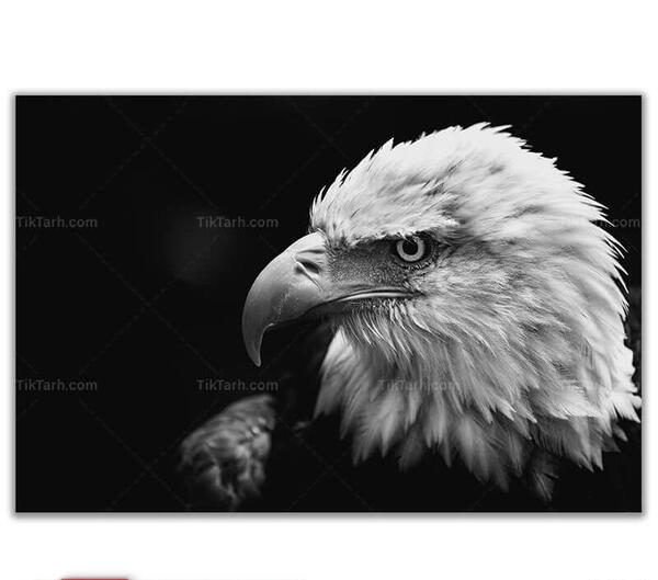 عکس از عقاب سیاه