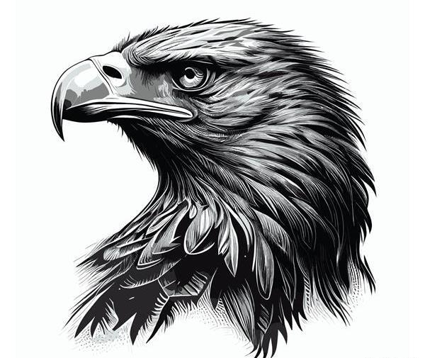 عکس از عقاب سیاه