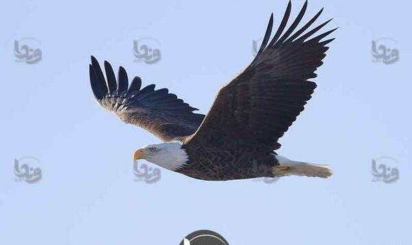 عکس از عقاب سیاه