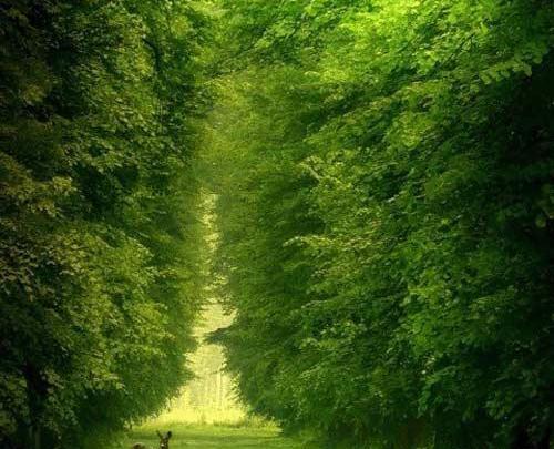 عکس طبیعت زیبا و آرامش بخش