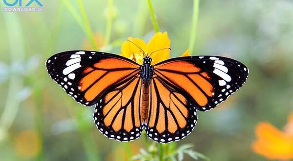 عکس زیبا پروانه ها