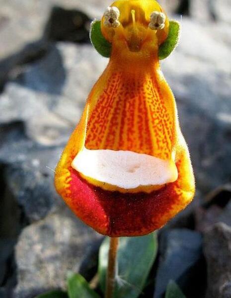 عکس زیبا ترین گلها