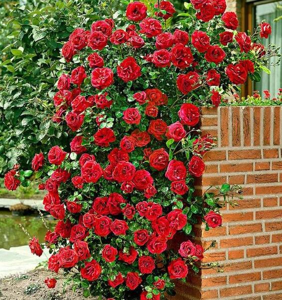 عکس زیبا ترین گل رز