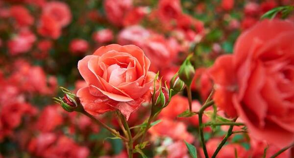 عکس زیبا ترین گل رز