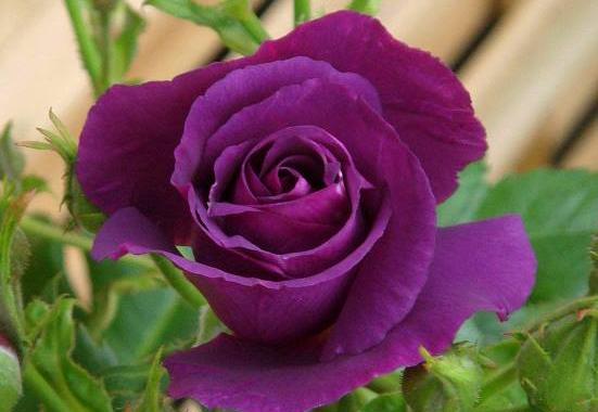 عکس زیبا ترین گل رز