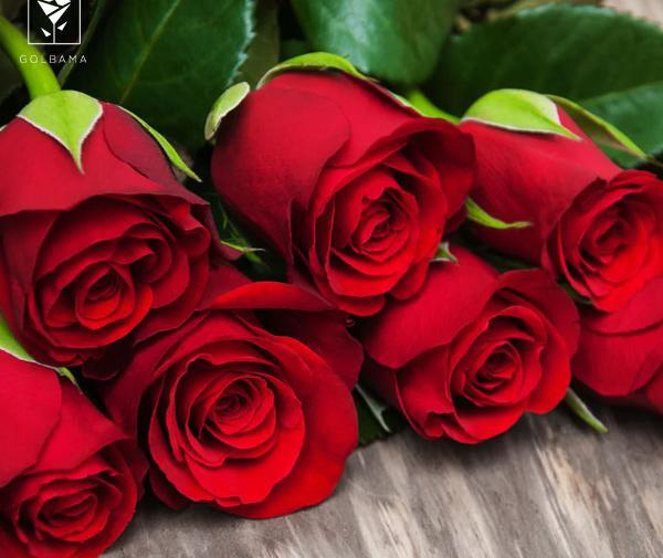 عکس زیبا ترین گل رز دنیا