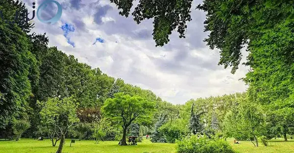 عکس زیبا جنگل ها