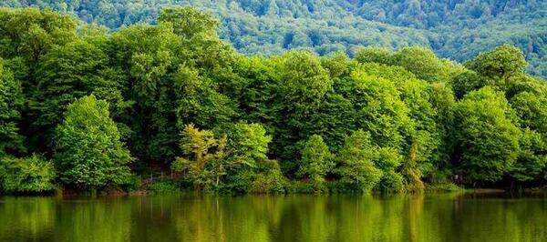 عکس زیبا از جنگل های شمال