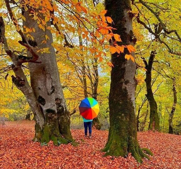 عکس زیبا از جنگل های شمال