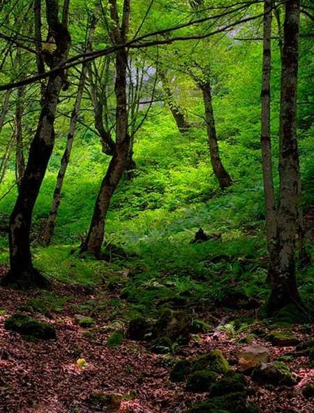 عکس زیبا از جنگل های شمال
