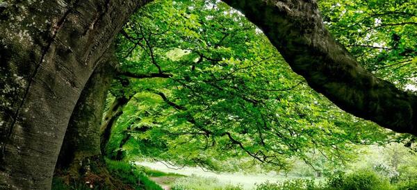 عکس زیبا در جنگل