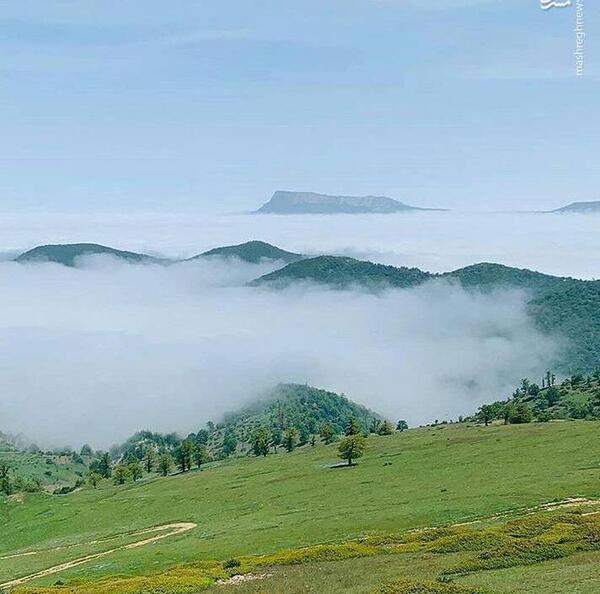 عکس زیبا در جنگل