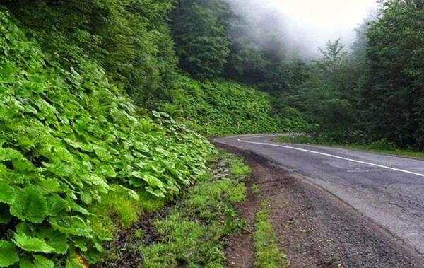 عکس زیبا از جاده های شمال