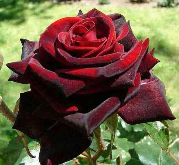 عکس خسته نباشی به عشقم