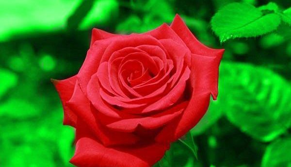 عکس گل زیبا رنگی
