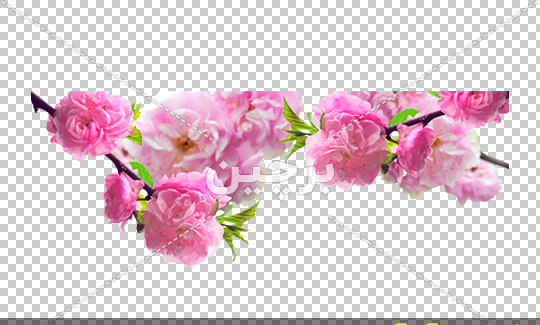 عکس های زیبای ژاپنی