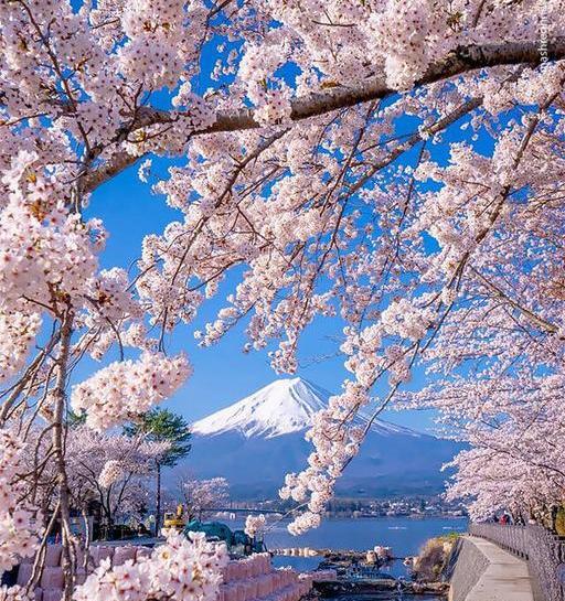 عکس ملکه زیبای ژاپن