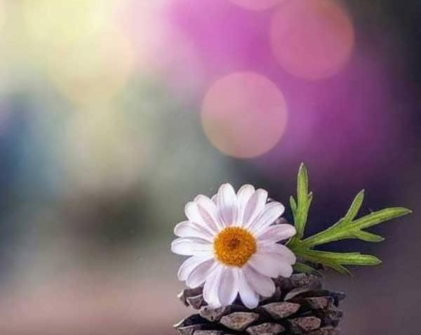 عکس زیبا و ساده برای پروفایل