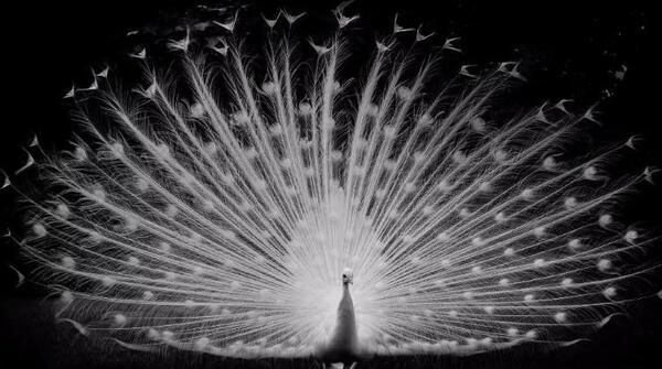عکس زیبا سیاه رنگ