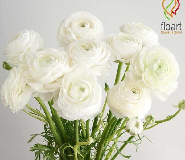 عکس گل زیبا سفید