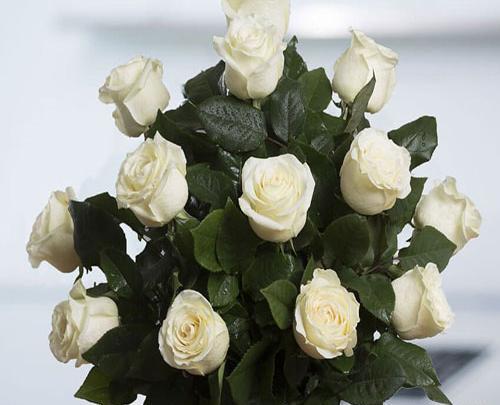 عکس زیبا رز سفید