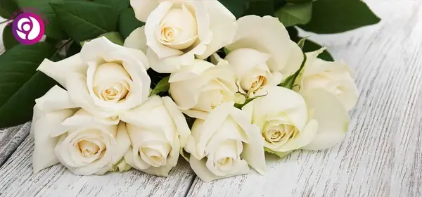 عکس زیبا رز سفید