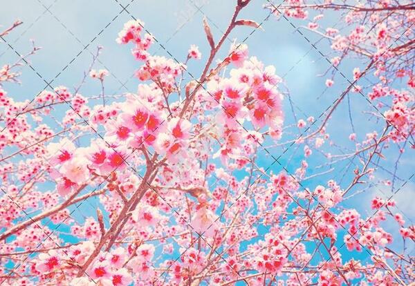 عکس زیبا شکوفه های گیلاس
