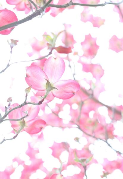 عکس شکوفه های زیبا