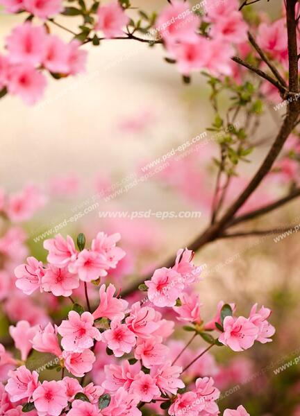 عکس شکوفه های زیبا