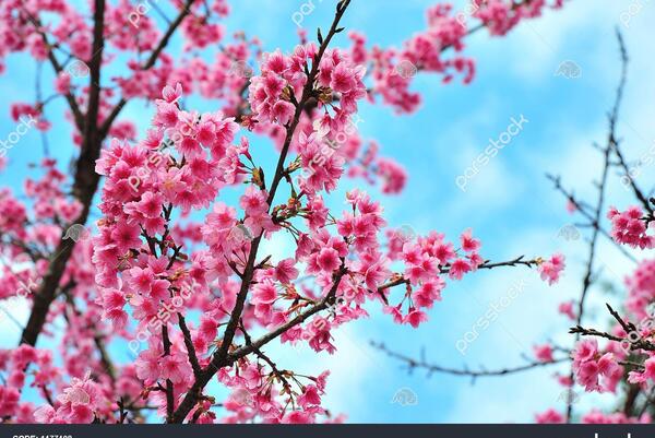 عکس شکوفه های زیبا