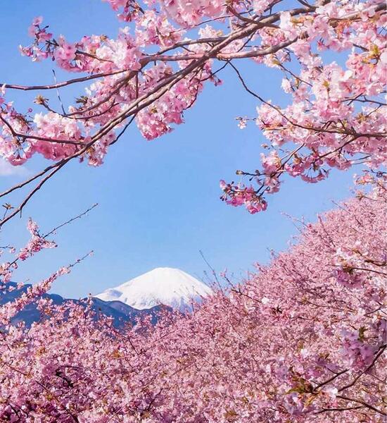 عکس شکوفه های زیبا