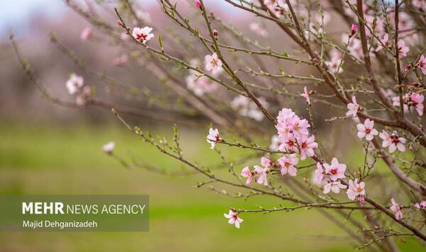 عکس زیبا از شکوفه های بهاری