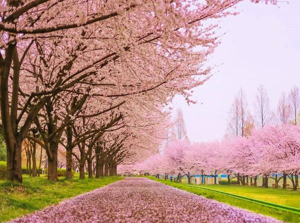 عکس زیبا از شکوفه های بهاری