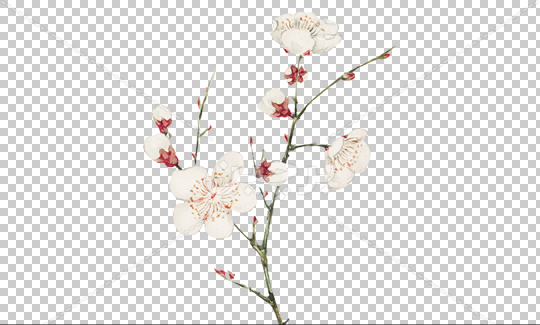 عکس گل شکوفه زیبا