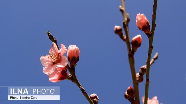 عکس گل شکوفه زیبا