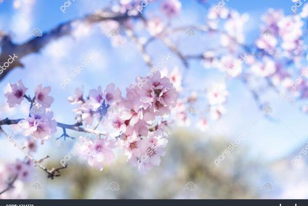عکس گل شکوفه زیبا