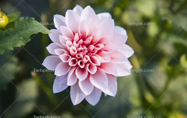 عکس گل شکوفه زیبا