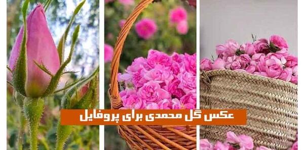 عکس زیبا صورتی رنگ