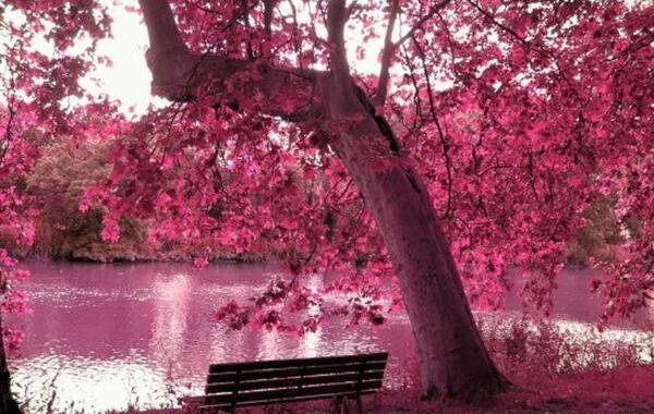 دانلود عکس طبیعت زیبا برای پروفایل