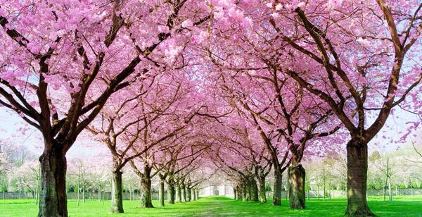 یک عکس زیبا از فصل بهار
