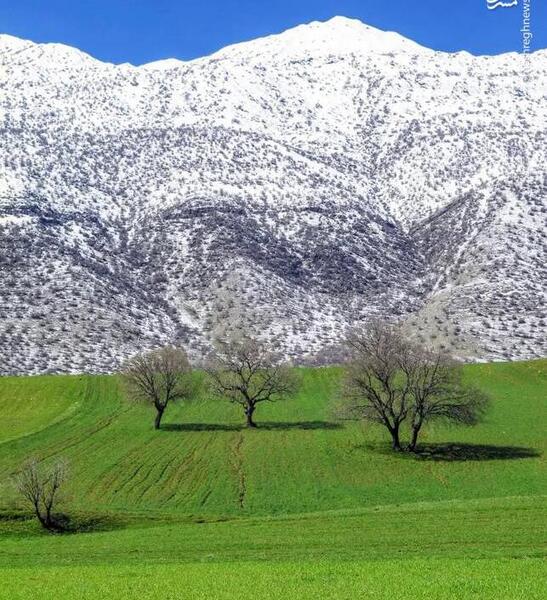 یک عکس زیبا از فصل بهار