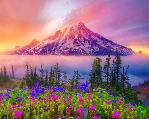 یک عکس زیبا از فصل بهار