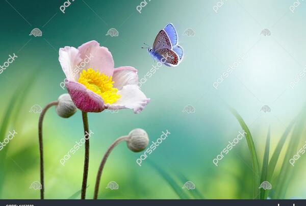 عکس زیبا از فضای سبز