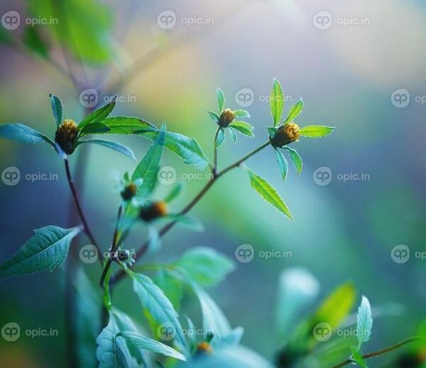 عکس زیبا از فضای سبز