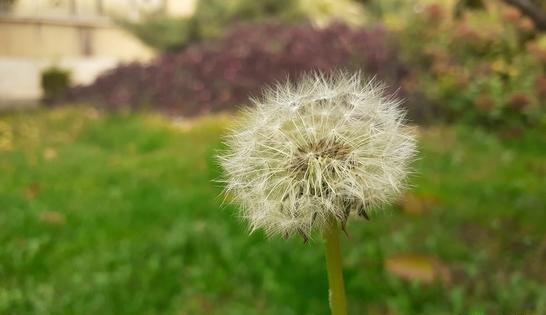 عکس زیبا از فضای سبز