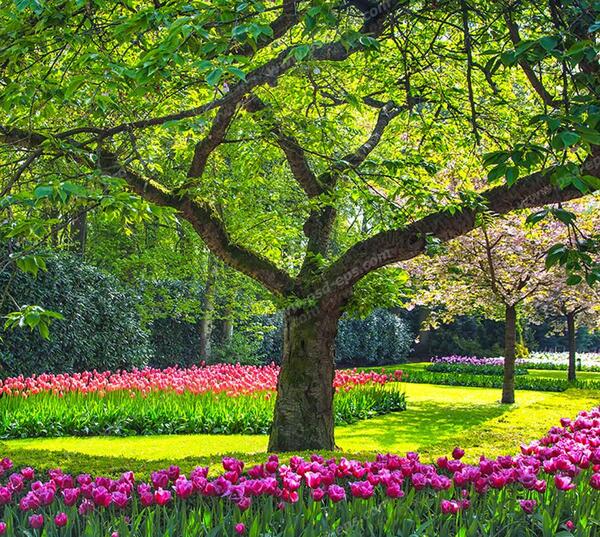 عکس زیبا از فضای سبز